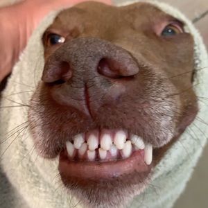 Meet your Posher, Freddy